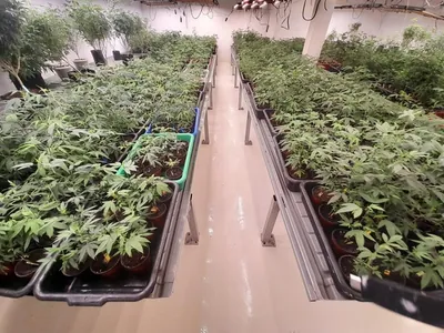 Licensed Medical Cannabis Cultivation Facility For Sale – Chonburi, Thailand — photo 2