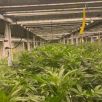 Fully indoor medical cannabis cultivation facility