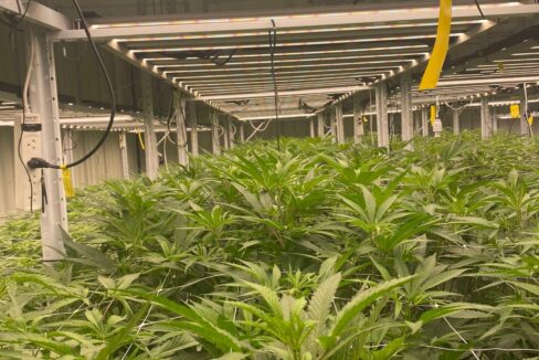 Fully indoor medical cannabis cultivation facility